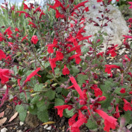 Salvia Roemeriana Arriba