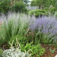 Salvia Rusa Perovskia Atriplicifolia