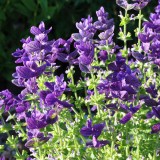 Salvia viridis mix