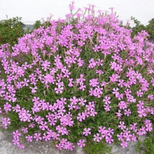 Silene Schafta Splendens
