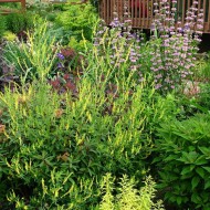 Sulfina-Melilotus officinalis