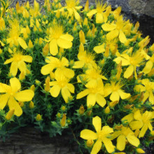 Sunatoare cu flori mari-Hypericum Grandiflorum