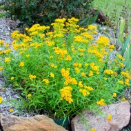 Tarhon Mexican-Tagetes Lucida