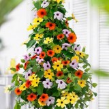 Thunbergia alata mix-Suzana cu ochi negrii