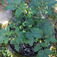 Tomate cherry Minibel