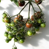 Tomate cherry negre