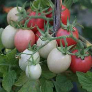 Tomate cherry Pink Thai Egg