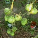 Tomate Coeur d'Albenga