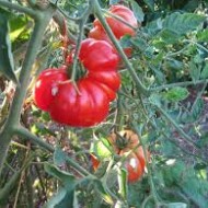 Tomate Costoluto Genovese