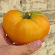 Tomate Yellow Grappa Gialla