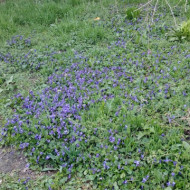 Toporas-Viola Odorata