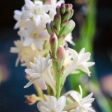 Tuberoze-Polianthes tuberosa