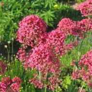 Valeriana rosie-Centranthus ruber