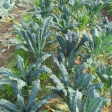 Varza kale Nero di Toscana