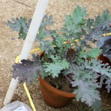 Varza Kale Russian Red
