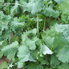 Varza Siberian Kale