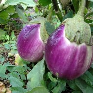 Vinete Rotonda Bianca Sfumata Di Rosa