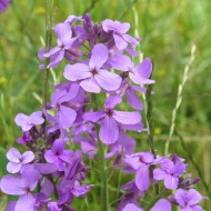 Violeta de noapte-Hesperis Matronalis