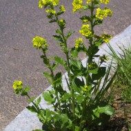 Winter Cress-Barbarea Vulgaris