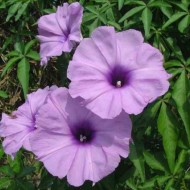 Zorele-Ipomoea Cairica