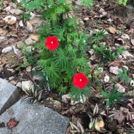 Zorele-Ipomoea Multifida Cardianal Climber Red