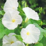 Zorele-Ipomoea Pearly Gates