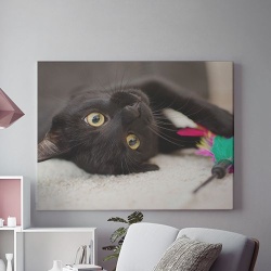 Tablou Canvas Cuteness