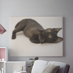 Tablou Canvas Little Black Cat