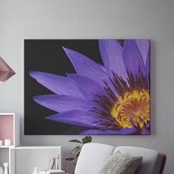 Purple flower