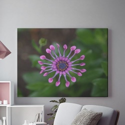 Purple star