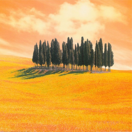 Mala šuma, uramljena slika 50x50cm
