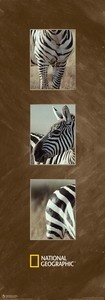Burchell's zebra, uramljena slika