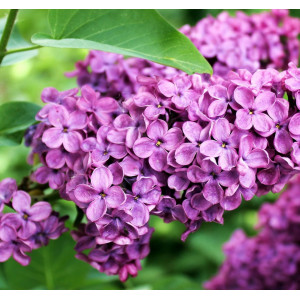 Parfum pentru lumanari Liliac 10 ml