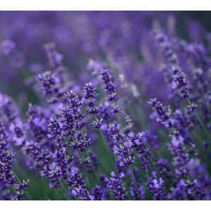 Parfum pentru lumanari Lavanda 10 ml
