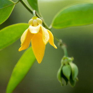 Parfumant cosmetic Ylang Ylang 10 ml