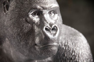 Deco Gedetailleerd Gorilla XL 75 cm zilveren aapbeeld gemaakt van kunststeen