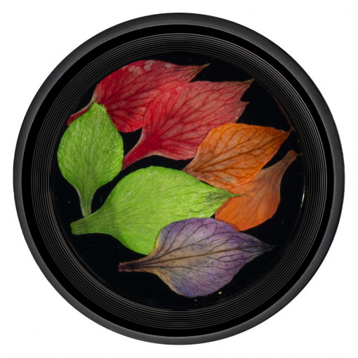 Frunze Uscate Unghii Nature #01 - LUXORISE