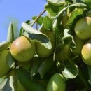 Oshadhi biljno ulje Jojoba 30ml