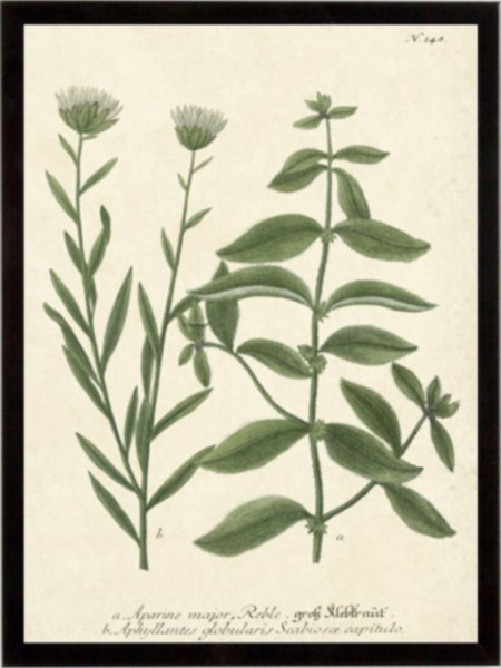 Botanica Aparine Major