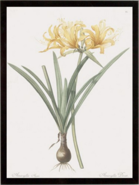 Amaryllis Doree