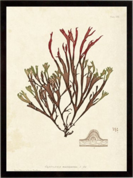 Gracilaria Multipartita