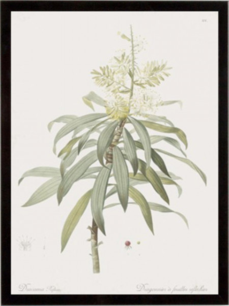 Dracaena Reflexa