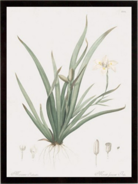Moraea Iridioides