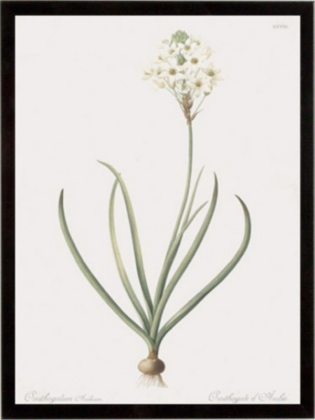 Ornithogalum Arabicum