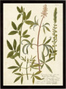 Botanica Agrimonia