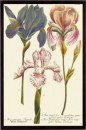 Iris Resplendant III