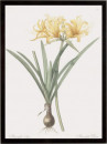 Amaryllis Doree