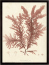 Ptilota Plumosa