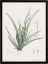 Moraea Iridioides