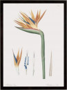 Strelizia Regina Flos